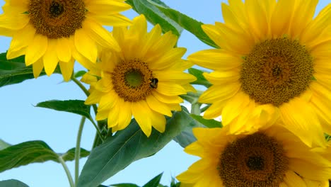 bee collecting pollen from sunflower