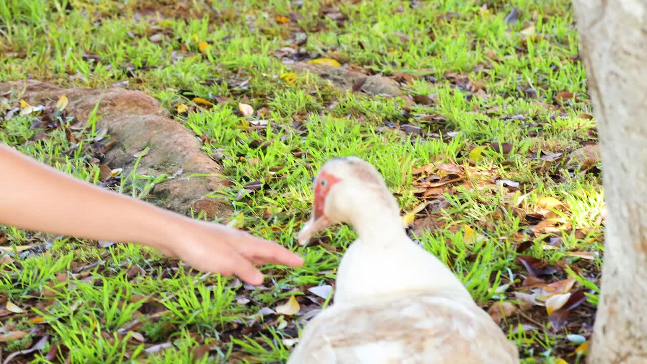 A duck interacts with a human hand in a grassy park area, under natural daylight, near a tree