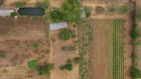 advanced irrigation techniques, farm defies the odds, cultivating lettuce