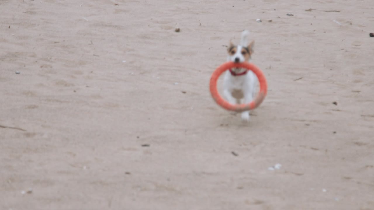 개가 해변에서 장난감으로 놀고 있다