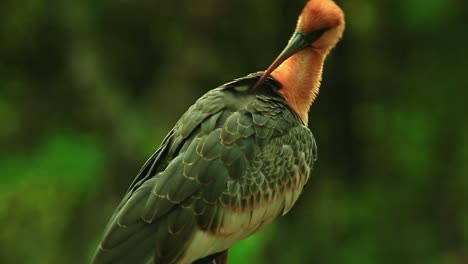 ibis de cuello anaranjado rascando sus plumas con un pico afilado