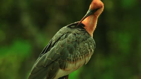 buff necked orangish ibs scratching its feathers with sharp beak