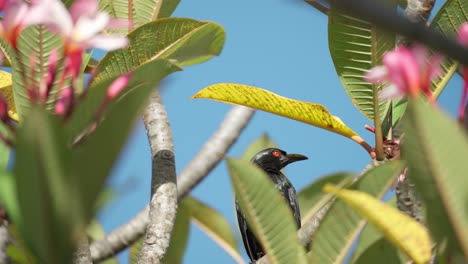 asian glossy starling adult bird perched on pink plumeria on sunny day