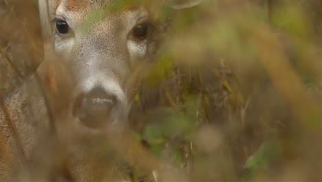 close up zoom through undergrowth of deer as it chews cud and looks into the lens