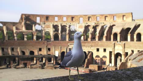 seagull stood on colosseum wall