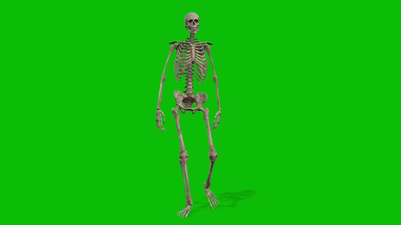 un personaggio 3d scheletro che cammina su schermo verde loop senza cuciture animazione 3d, vista anteriore loop animato