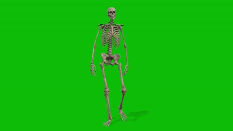 a skeleton 3d character walking on green screen seamless loop 3d animation, front view animated loop