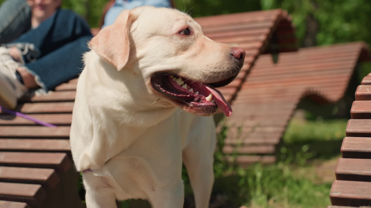 Pareja y perro, un dúo alegre descansando con un labrador feliz en un parque soleado; una pareja sonriente descansando en un banco del parque mientras su enérgico cachorro labrador se relaja cerca bajo un cielo soleado.