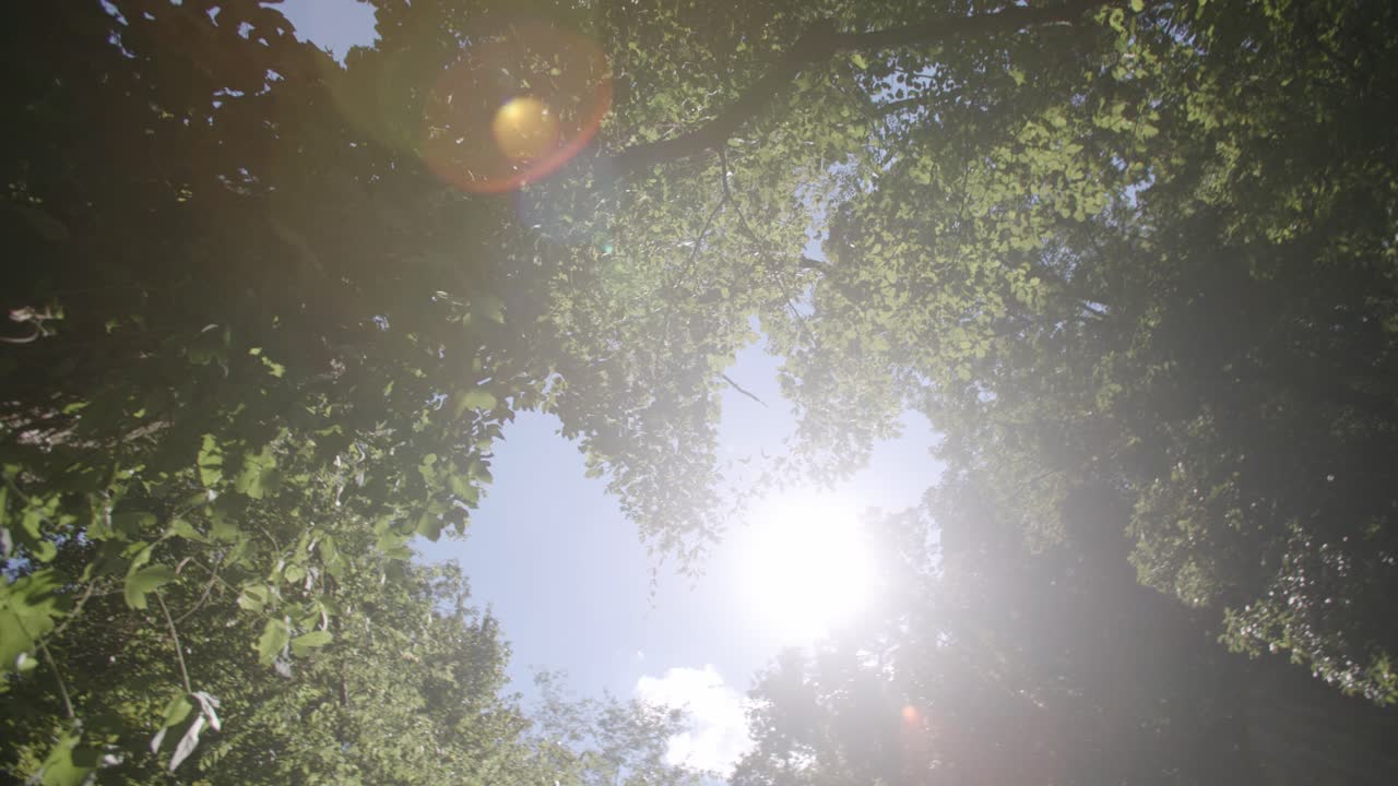 슬로우 모션은 태양이 숲의 카메라 렌즈를 가로질러 렌즈 플레어를 남기면서 오른쪽에서 왼쪽으로 이동합니다.