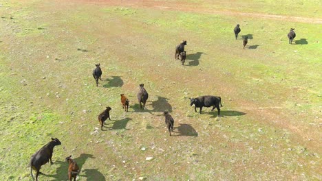 cows walking in an open field | california coastline | aerial flyby