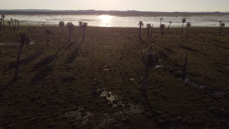 Black-Lagoon-or-Laguna-Negra-or-largest-coastal-lagoon-of-Uruguay-with-palm-trees-and-water-shore-at-sunset