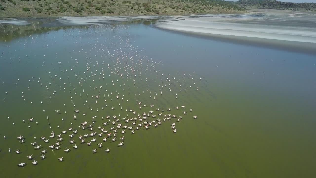 aerial 4k drone video of pink flamingos flying over lake magadi with reflections of hills on the lake