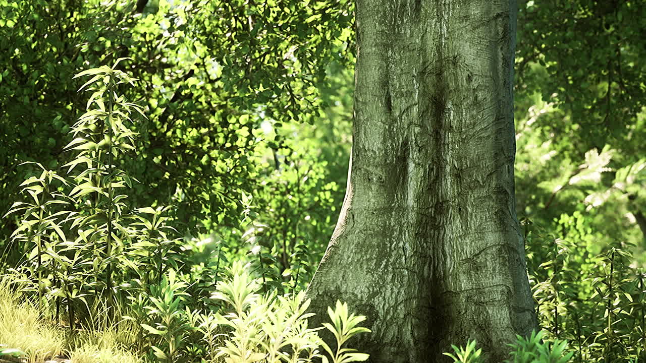 césped verde con gran patio al sol de la mañana