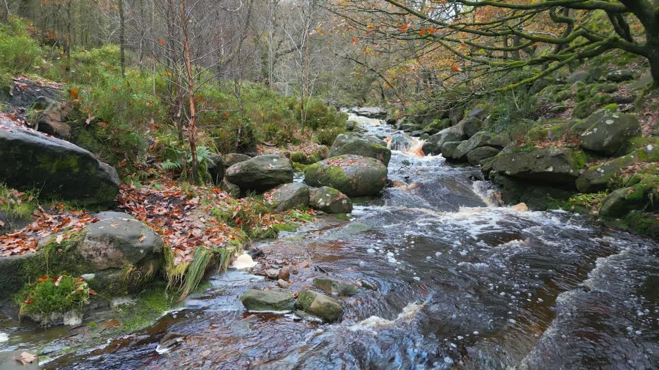 un bosque de invierno tranquilo con un arroyo lento, robles dorados y hojas caídas, que ofrece una escena pacífica y relajante