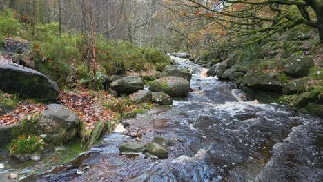 tranquil winter woodland with a slow stream, golden oak trees, and fallen leaves, offering a peaceful and relaxing scene