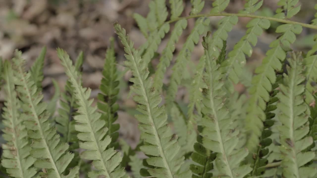 Isolated fern leaf growing in English woodland close up panning shot