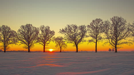 sunrise behind stand of trees adds golden glow to snowy landscape