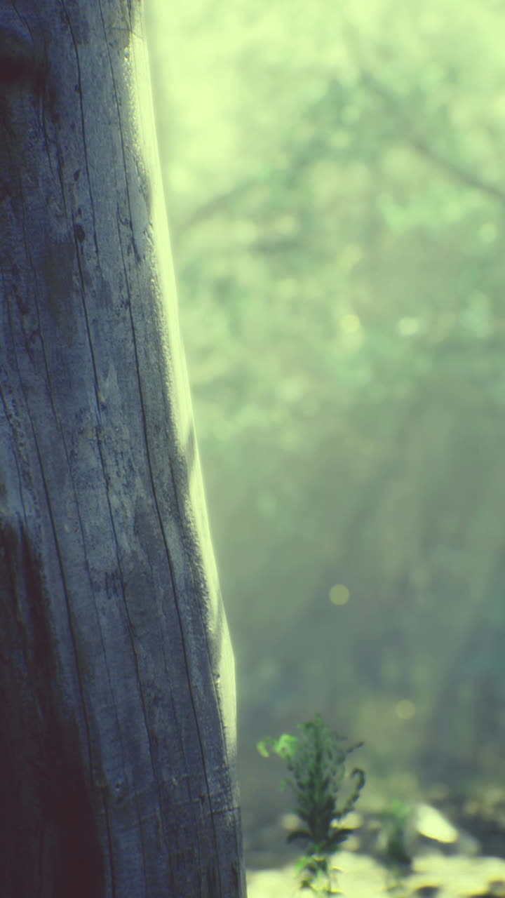 조용한 숲의 풍경에서 나무를 통해 는 빛