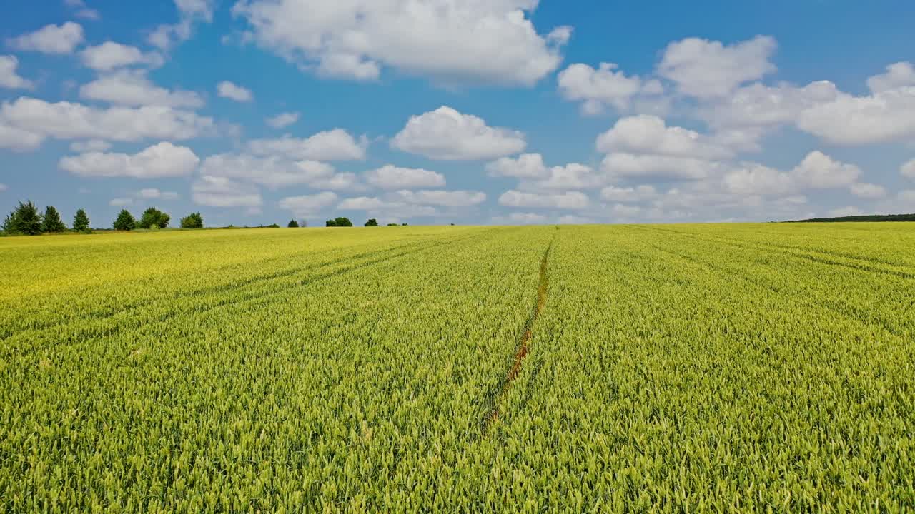Young plants growing in the field on the natural landscape. Flying over agricultural field in the rural place in summer.