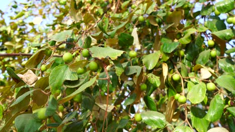 swinging branches of chinee apple or jujube plats. unripe green fruits hanging on branches in winter sunny day.