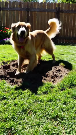 golden retriever digging in the yard