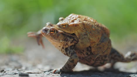 a pair of frogs on the move during the spring migration and mating season