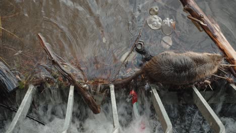 Nutria-resting-by-waterside-in-Prague,-surrounded-by-debris