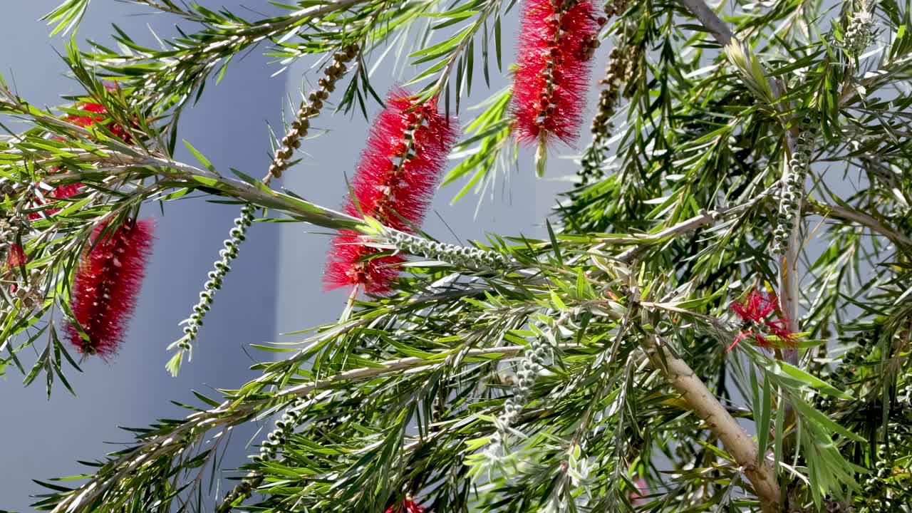 Close-up of red bottlebrush flowers and green leaves moving gently in the breeze against a clear sky.