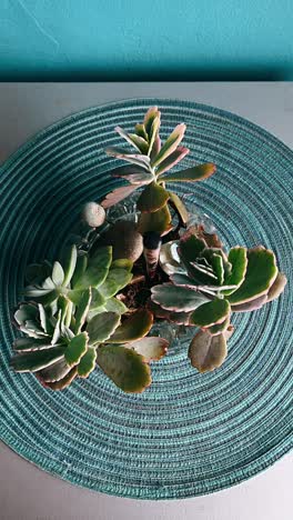 succulent arrangement in a glass vase