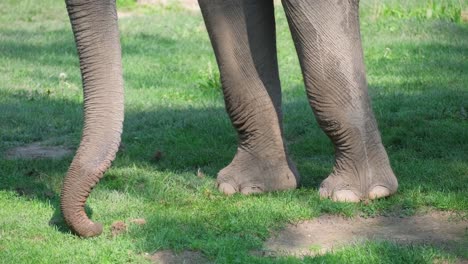 a close-up shot showcasing an elephant’s sturdy legs amidst the lush green grass of its natural landscape