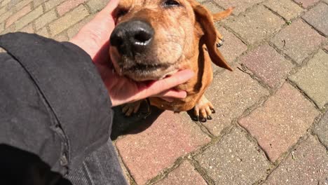 hand petting adorable dachshund dog standing in sunlight on brick surface. high angle shot