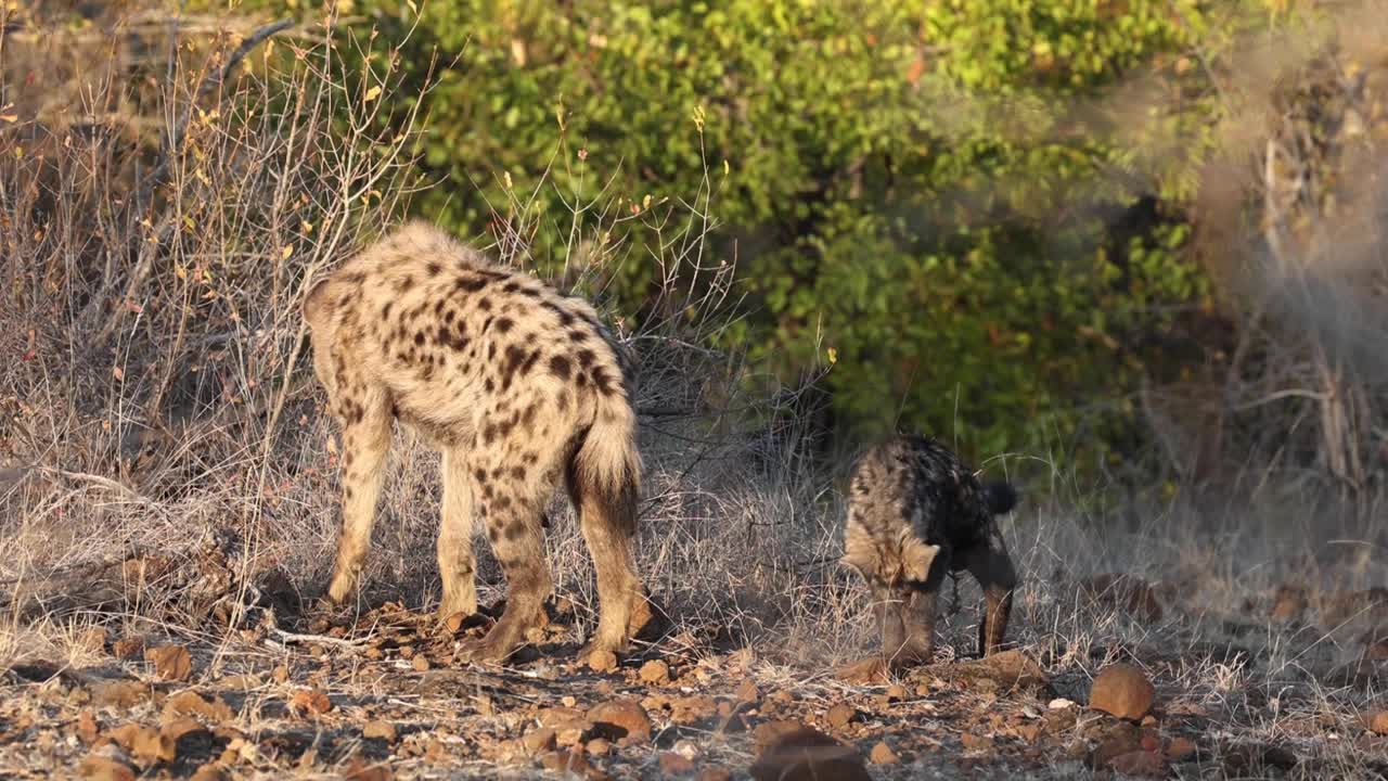 interacción de hiena manchada y cachorro en la reserva de caza de mashatu, botswana