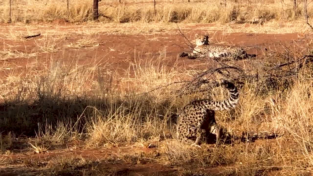 오콘지마 자연 보호구역 근처 에서 휴식 하는 치타