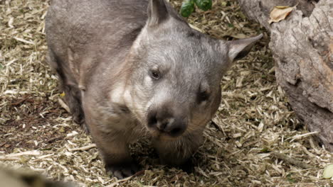 El-Wombat-De-Nariz-Peluda-Del-Sur-Mira-Inquisitivamente-A-La-Cámara-En-Un-Santuario-De-Vida-Silvestre-En-Australia