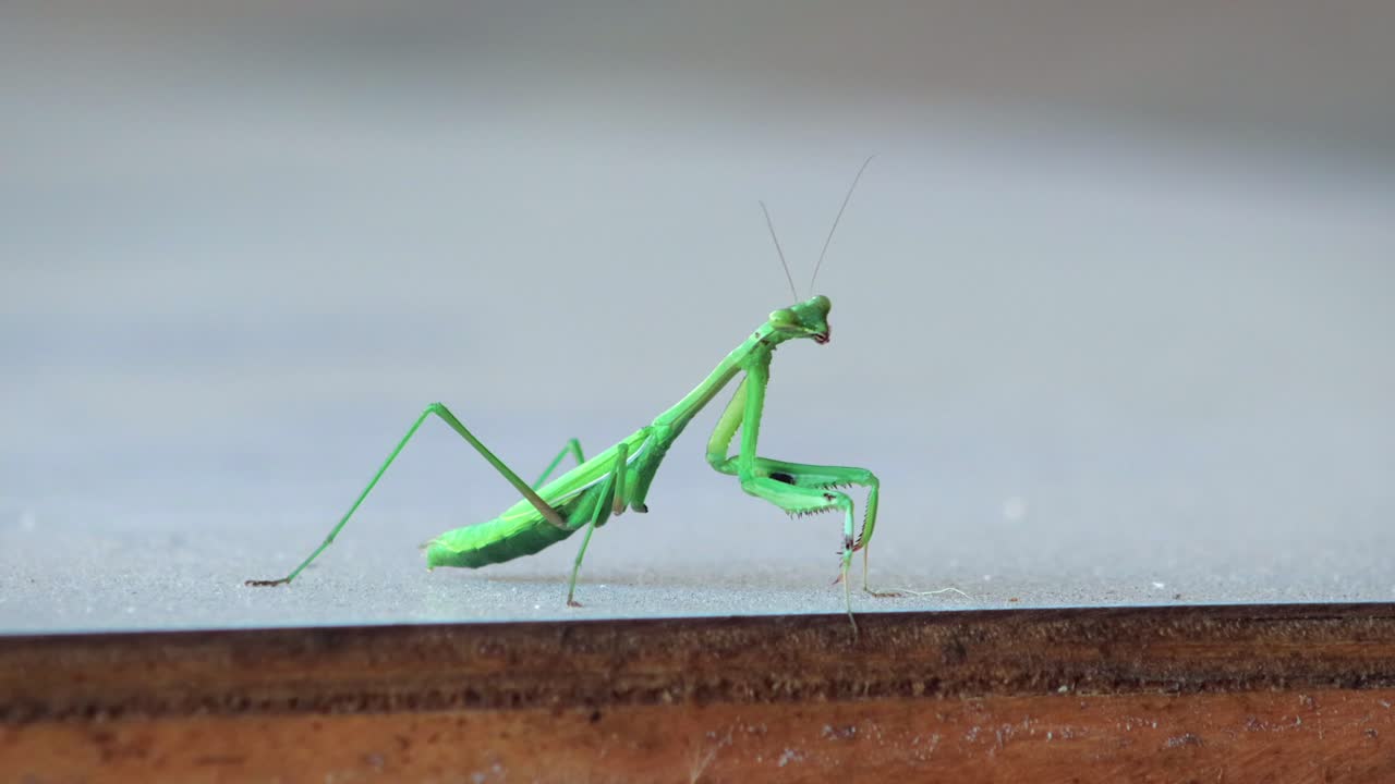 Mantide religiosa che ondeggia e muove la testa mentre è appollaiata su un tavolo, di giorno a Maffra, Gippsland, Victoria, Australia.