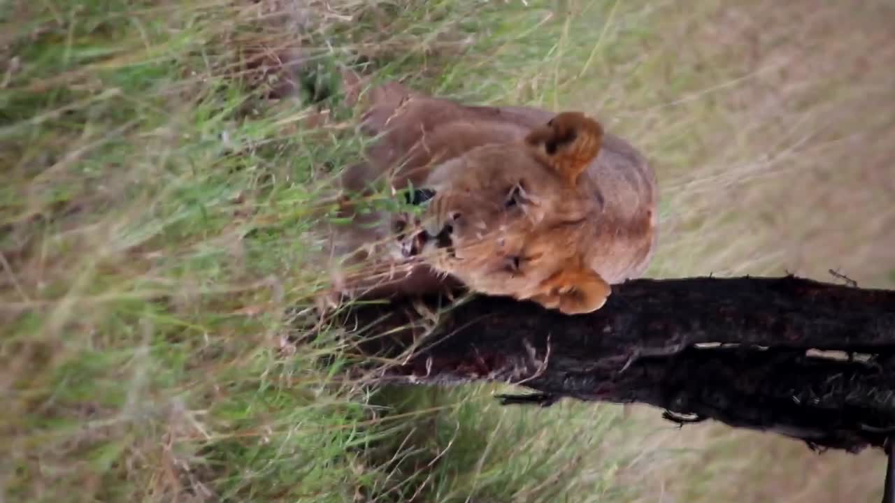 verticale video van leeuwin die zich verschuilt achter boom in serengeti nationaal park, dag