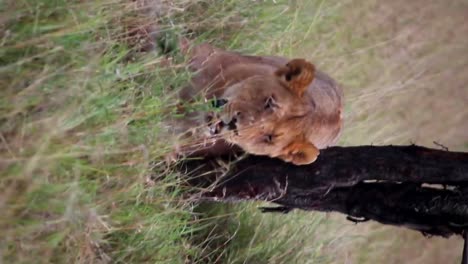 vertical video of lioness hiding behind tree in serengeti national park, day