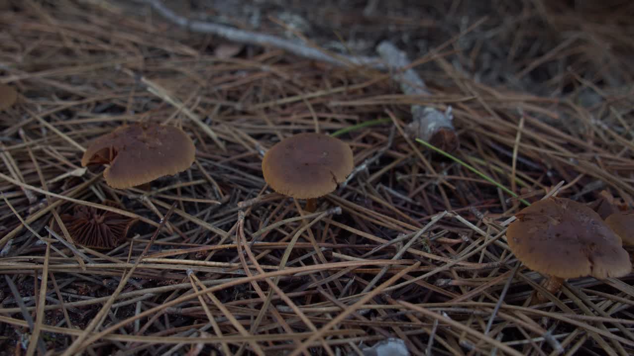 Wild Mushrooms Growing In Forest Ground. Close Up