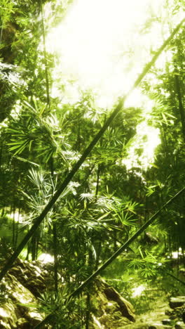 a dense bamboo forest with bright sunlight shining through the leaves