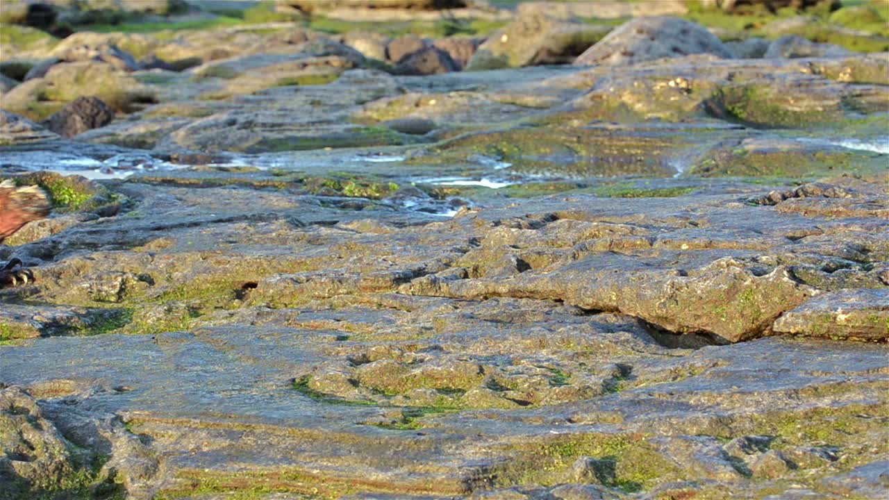 갈라파고스 국립 공원 에콰도르 산티아고 섬의 푸에르토 에가스에서 걷고 있는 해양 이구아나