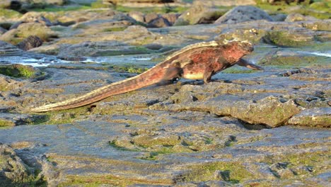 Iguana-Marina-Caminando-En-Puerto-Egas-En-La-Isla-De-Santiago-En-El-Parque-Nacional-Galápagos-Ecuador