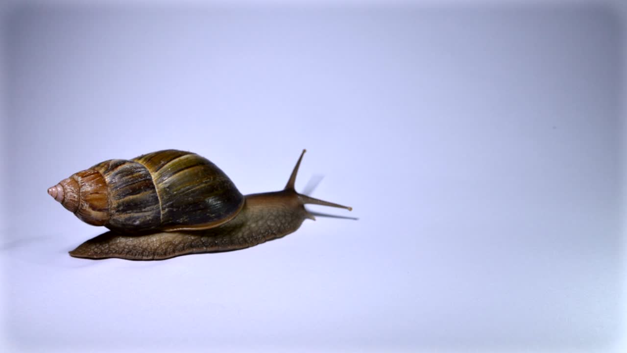 흰색 배경에 달팽이