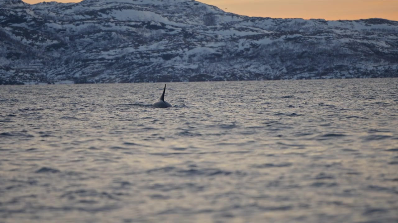 Orca dorsal fin surfacing in Arctic fjord beneath snowy mountains at dusk, editorial