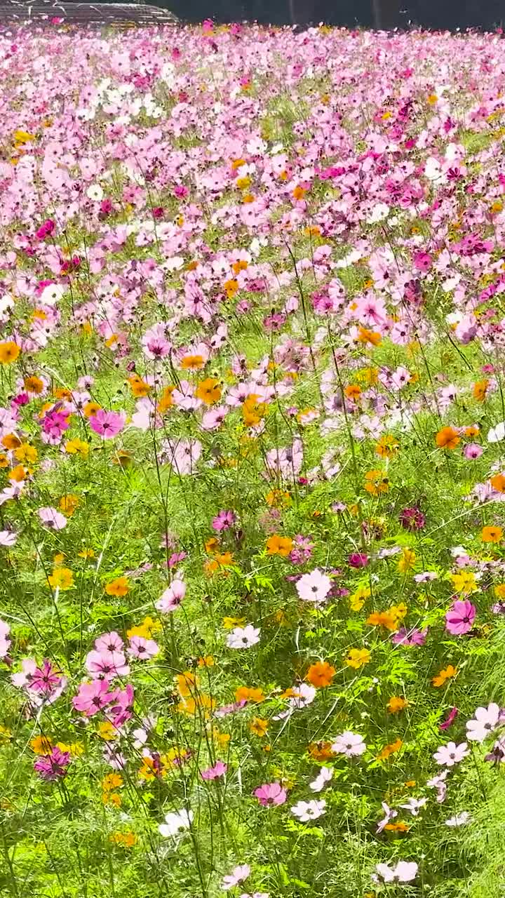 Vivaci fiori di cosmos in un giardino lussureggiante