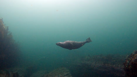 grey seal swimming close to divers during a dive in percé, quebec