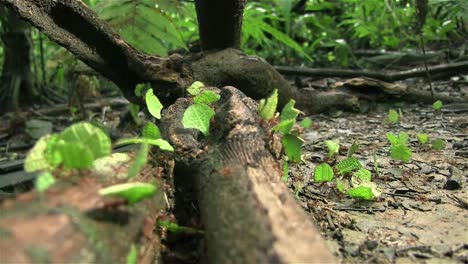 Leafcutter-ants-march-across-a-tree-branch