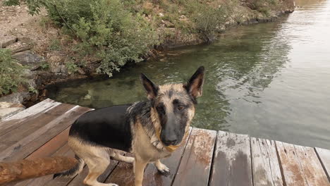 Hermoso-Perro-Pastor-Alemán-Sentado-Obedientemente-En-El-Muelle-Cerca-Del-Agua-En-Un-Día-De-Verano-En-El-Lago-Montana