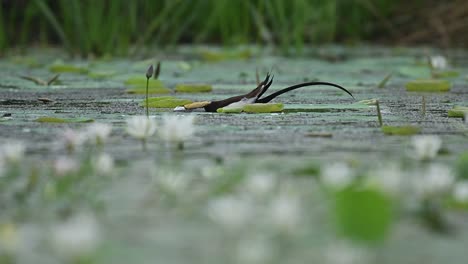 soft breeze stirs flowers while bird feeds on insects