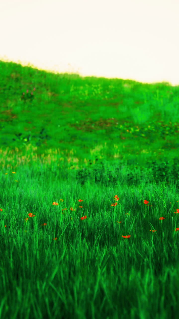 Prato verde lussureggiante con fiori di campo al tramonto in un paesaggio pacifico