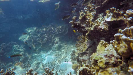 Peces-De-Colores-Nadan-Cerca-De-Un-Arrecife-De-Coral-Con-Reflejos-Solares-En-El-Agua